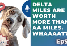 a dog looking at the camera