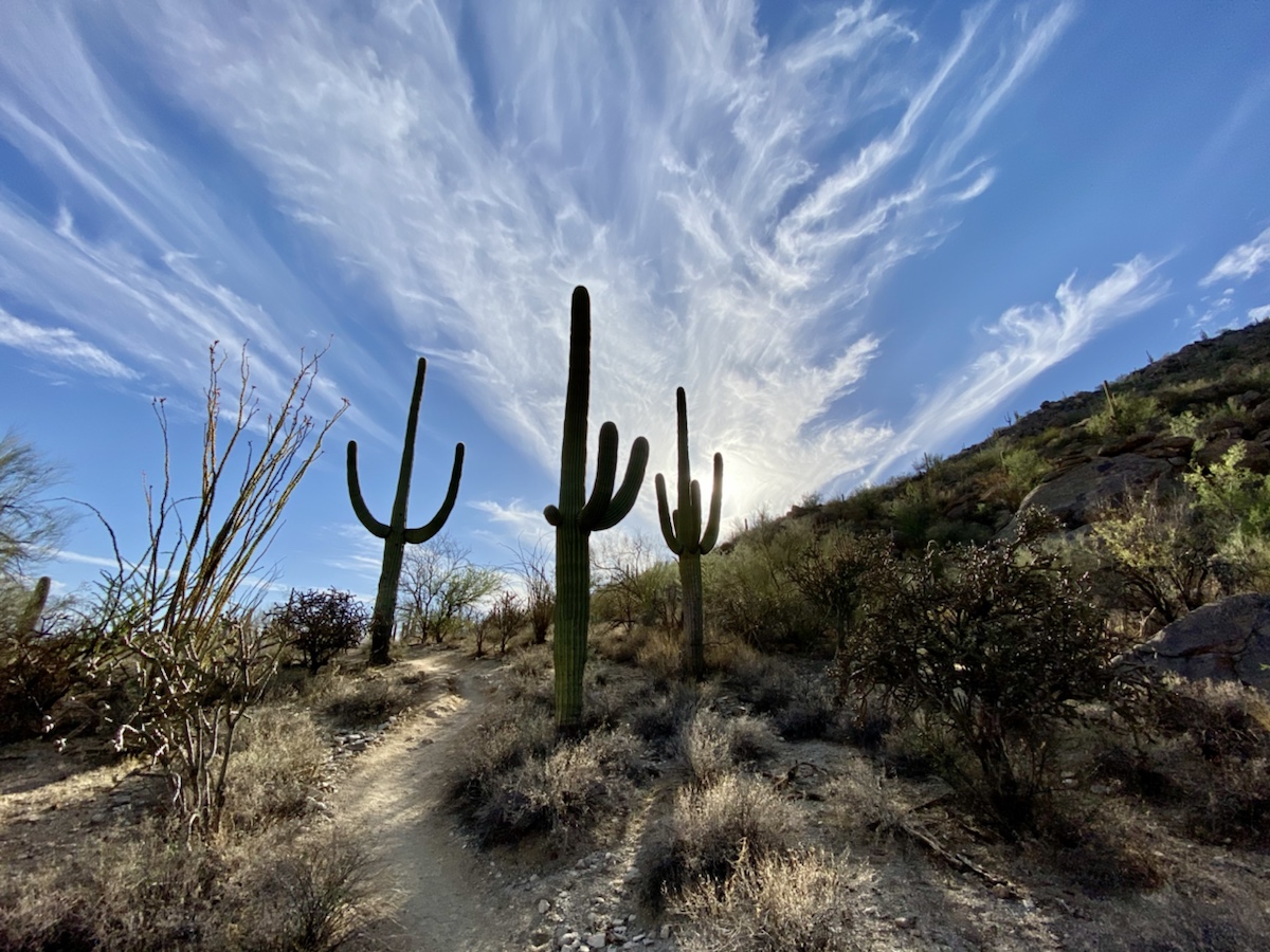 a group of cactuses in a desert
