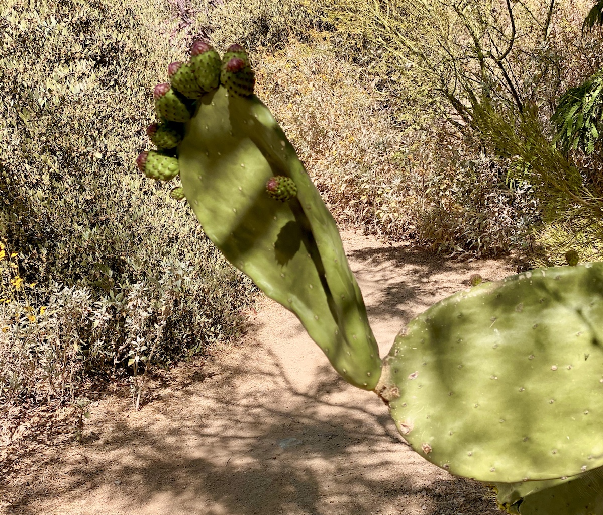a cactus with a large leaf
