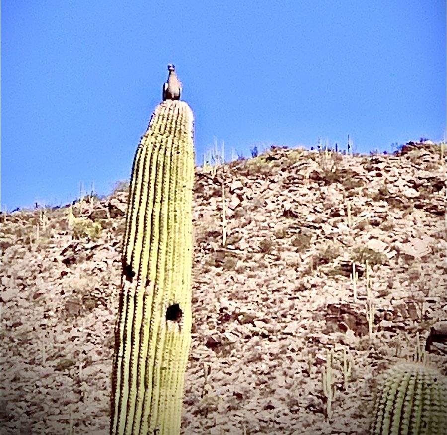 a bird perched on a cactus