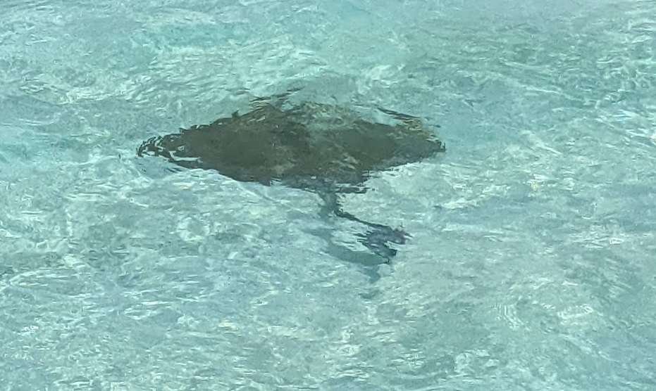 a stingray in clear water
