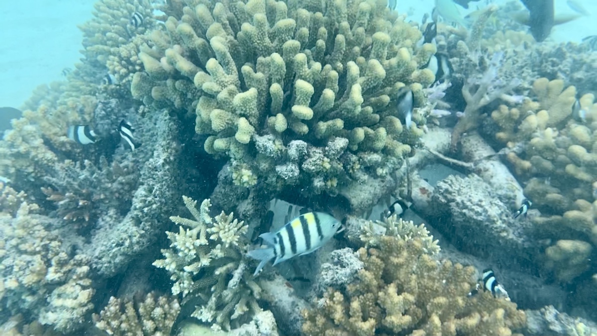 a group of fish swimming in a coral reef