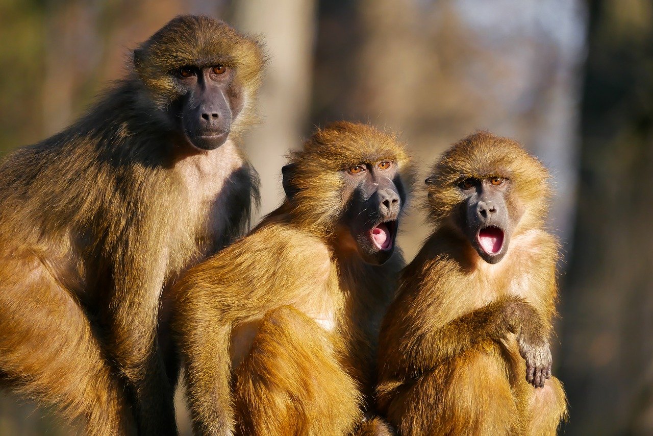 a group of monkeys with their mouths open