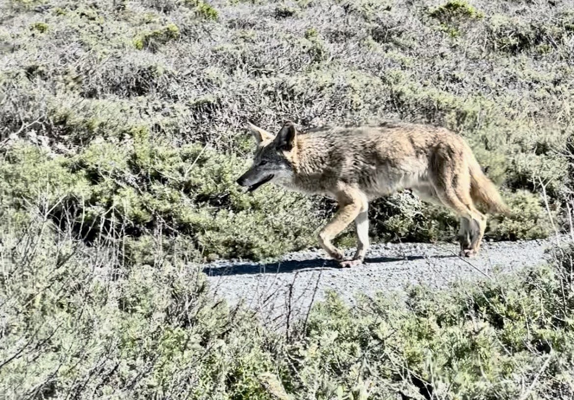 a coyote walking on a path