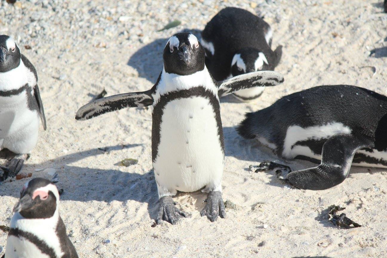 a group of penguins on sand
