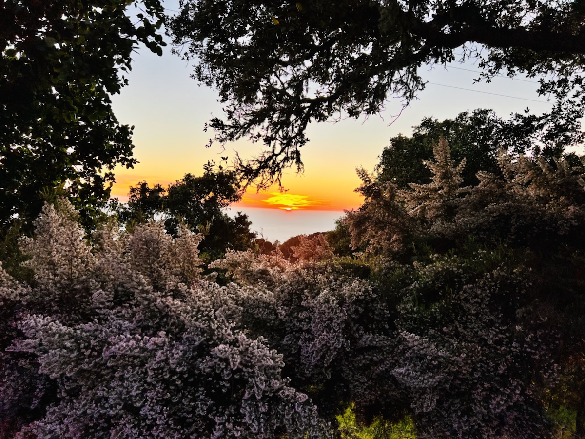 Alila Ventana Big Sur Sunset View through Trees