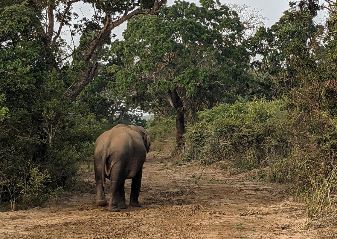 an elephant walking on a dirt path with trees