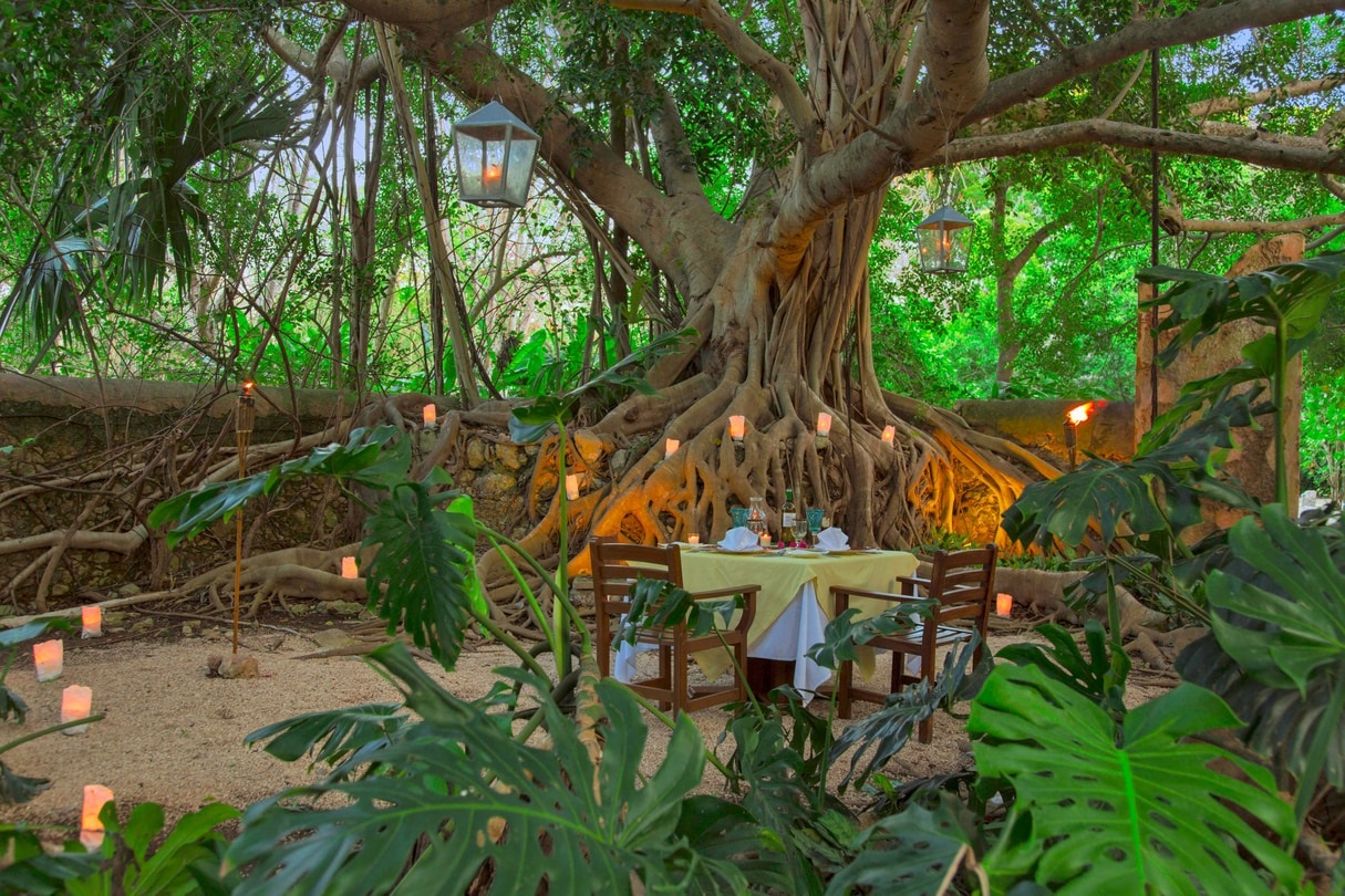 a table set up under a tree