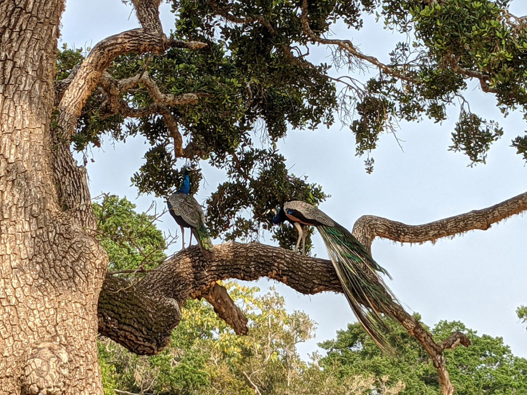 a couple of peacocks on a tree branch