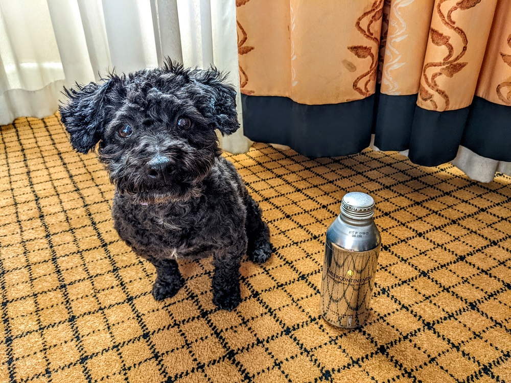 Truffles staying hydrated with our complimentary InterContinental water