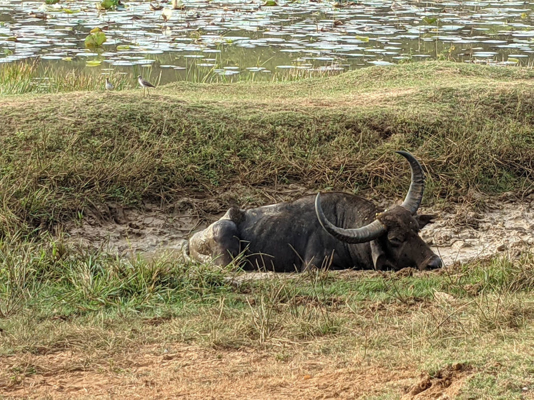 a buffalo lying in the mud