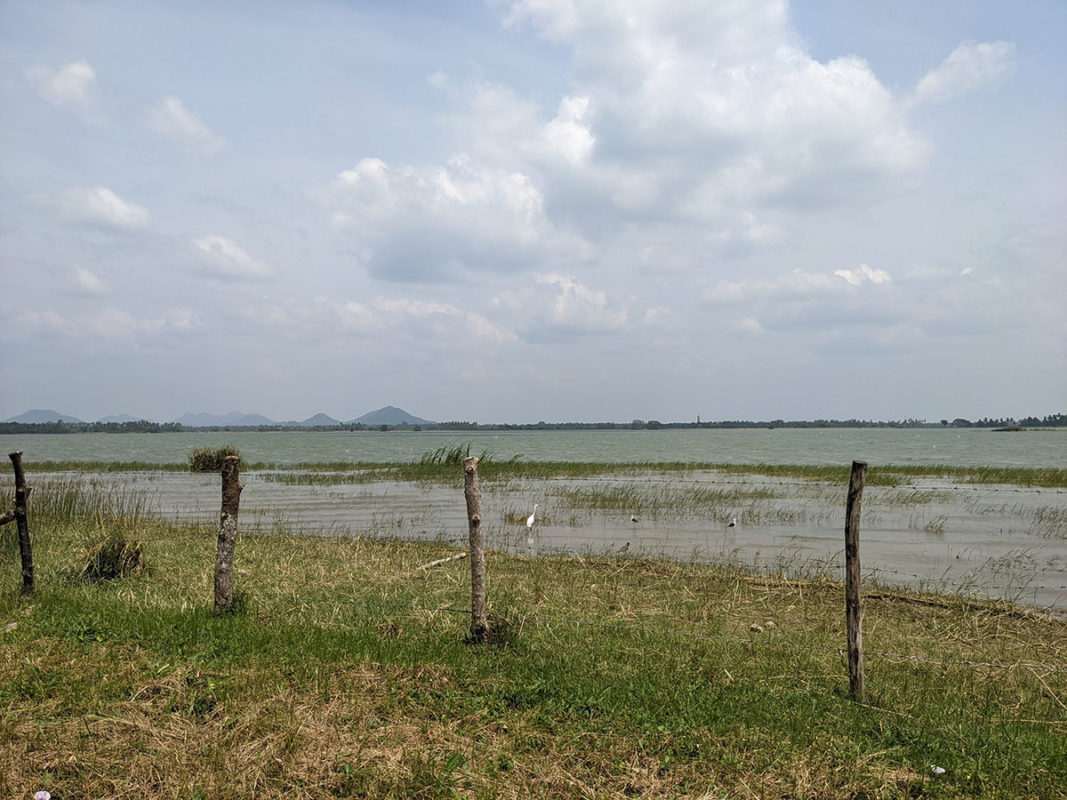 a fenced in area with water and birds