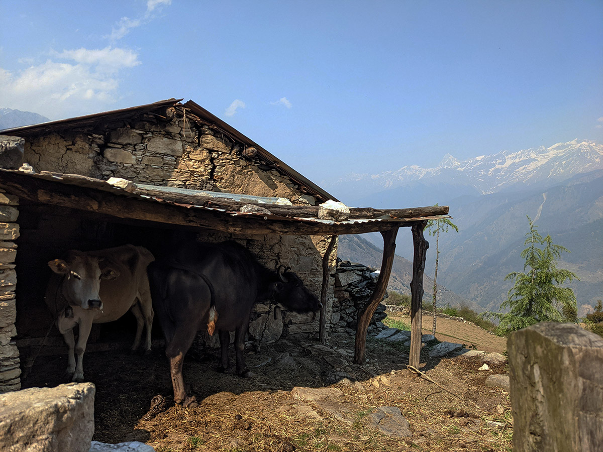 Visiting the Indian Himalayas in Raithal Village LaptrinhX / News