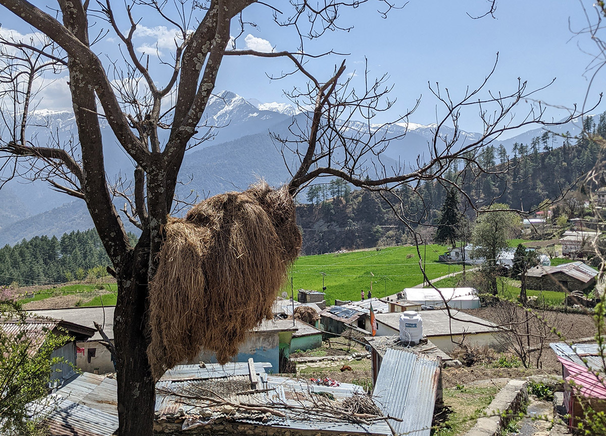 Visiting the Indian Himalayas in Raithal Village LaptrinhX / News
