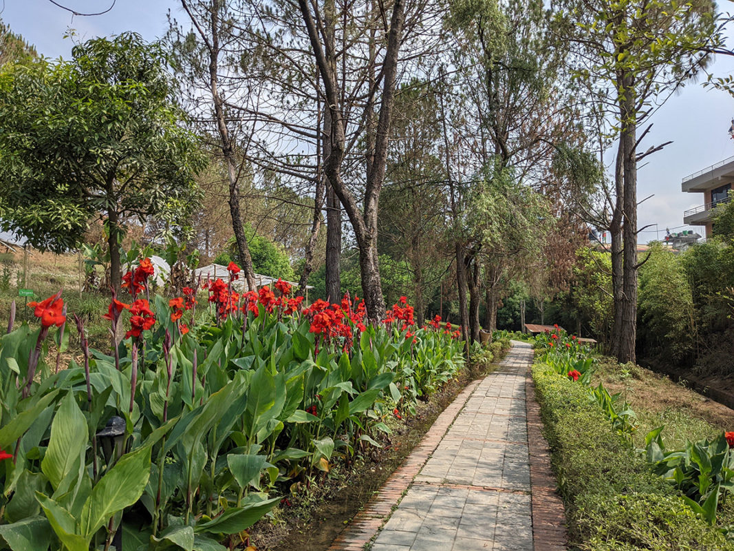 a path with red flowers and trees