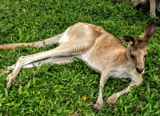 Kangaroo Australia