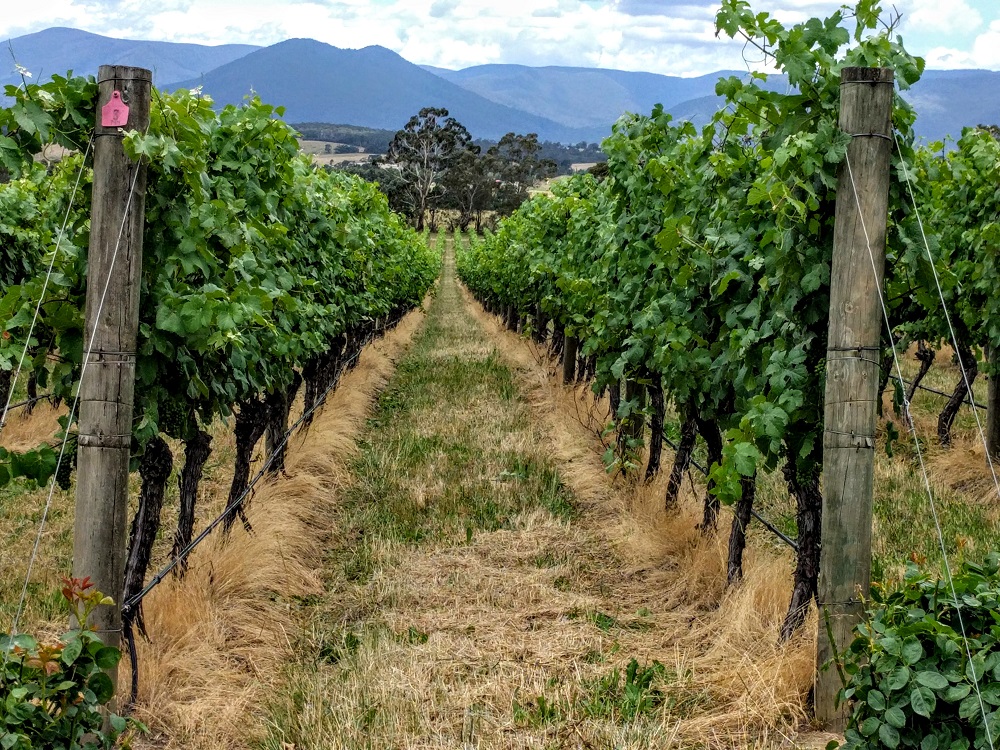 Domaine Chandon vineyard in Yarra Valley, Australia
