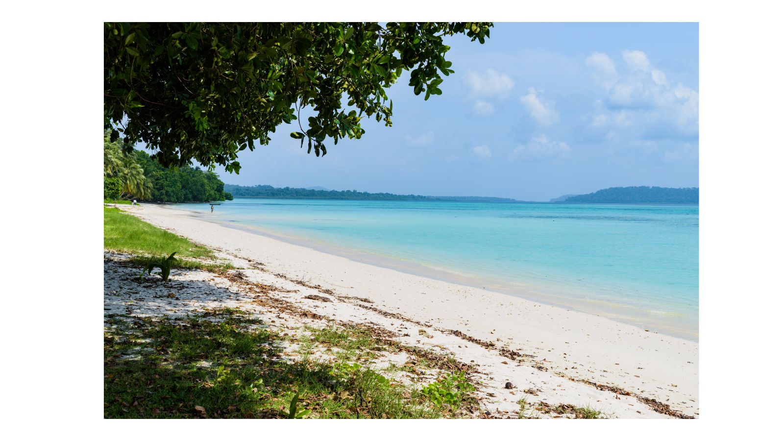 a beach with trees and blue water