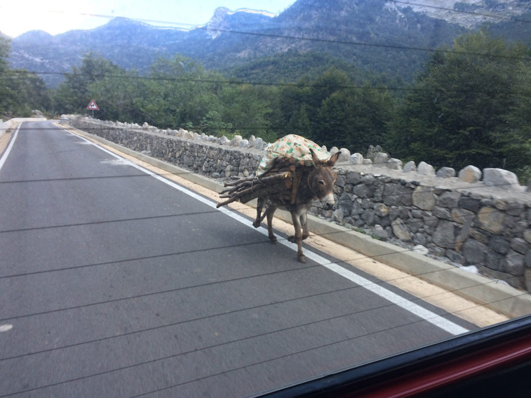 a donkey carrying logs on the side of a road