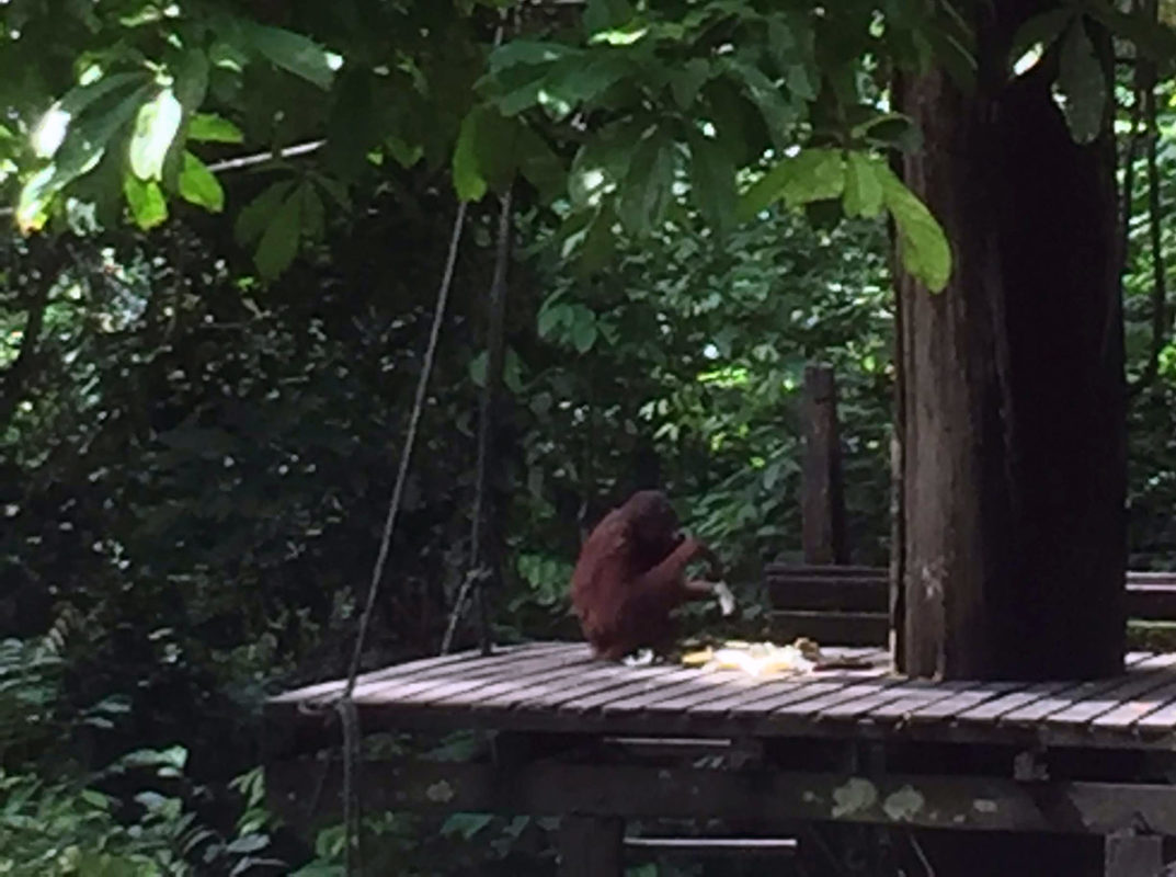 a monkey sitting on a wooden platform