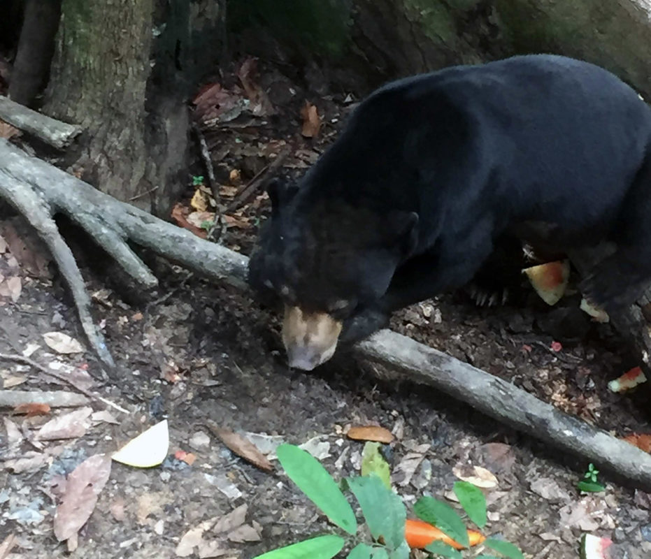 a black bear on the ground