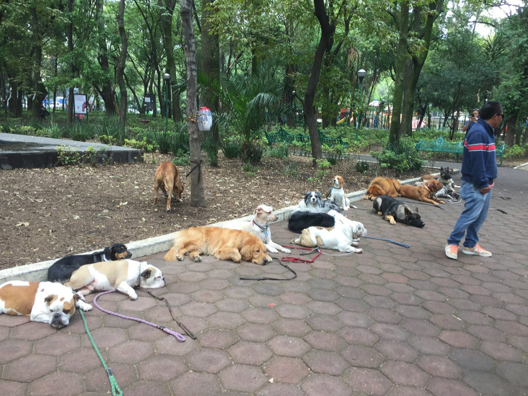 a group of dogs lying on a brick path