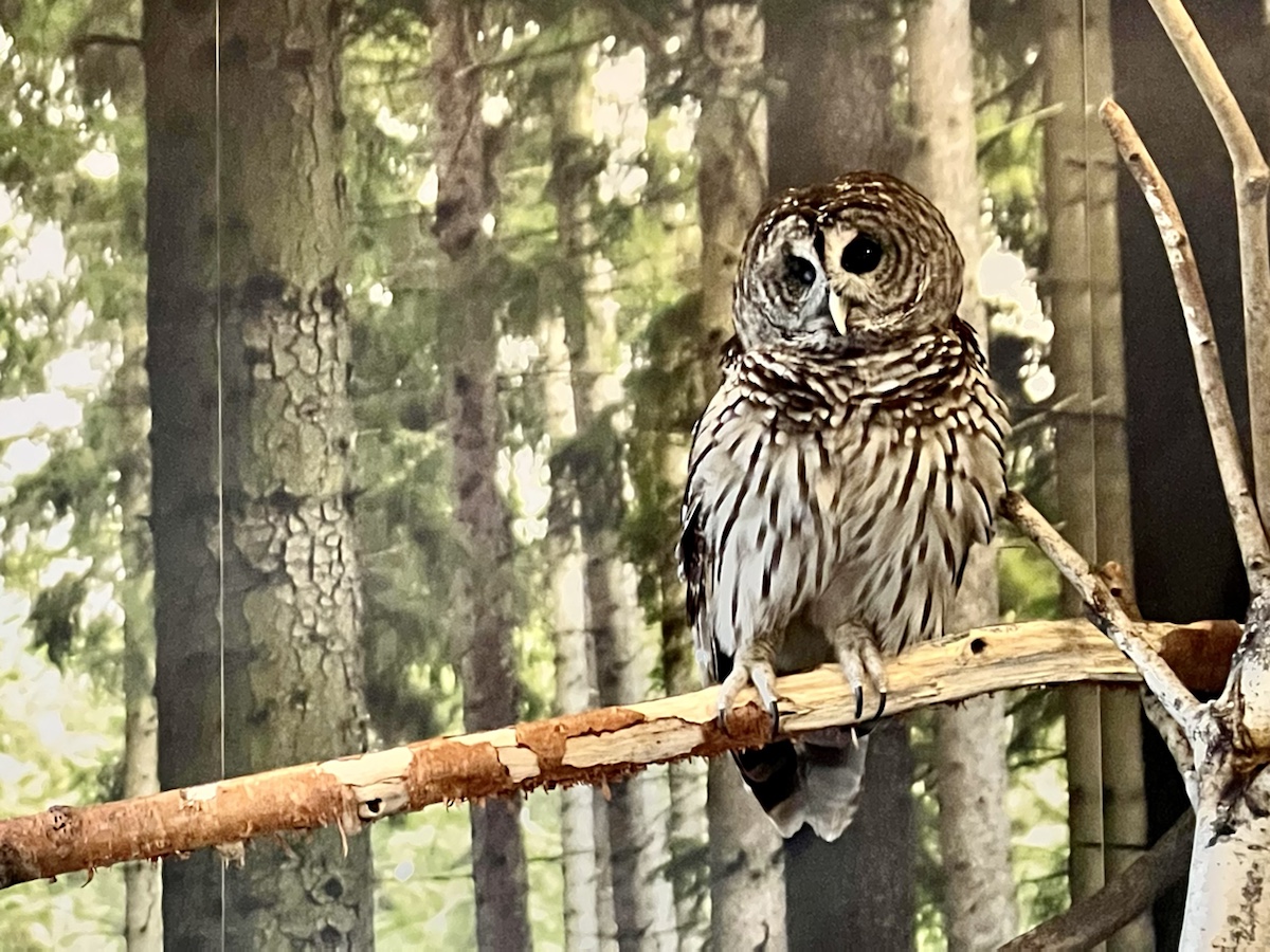 a owl sitting on a branch