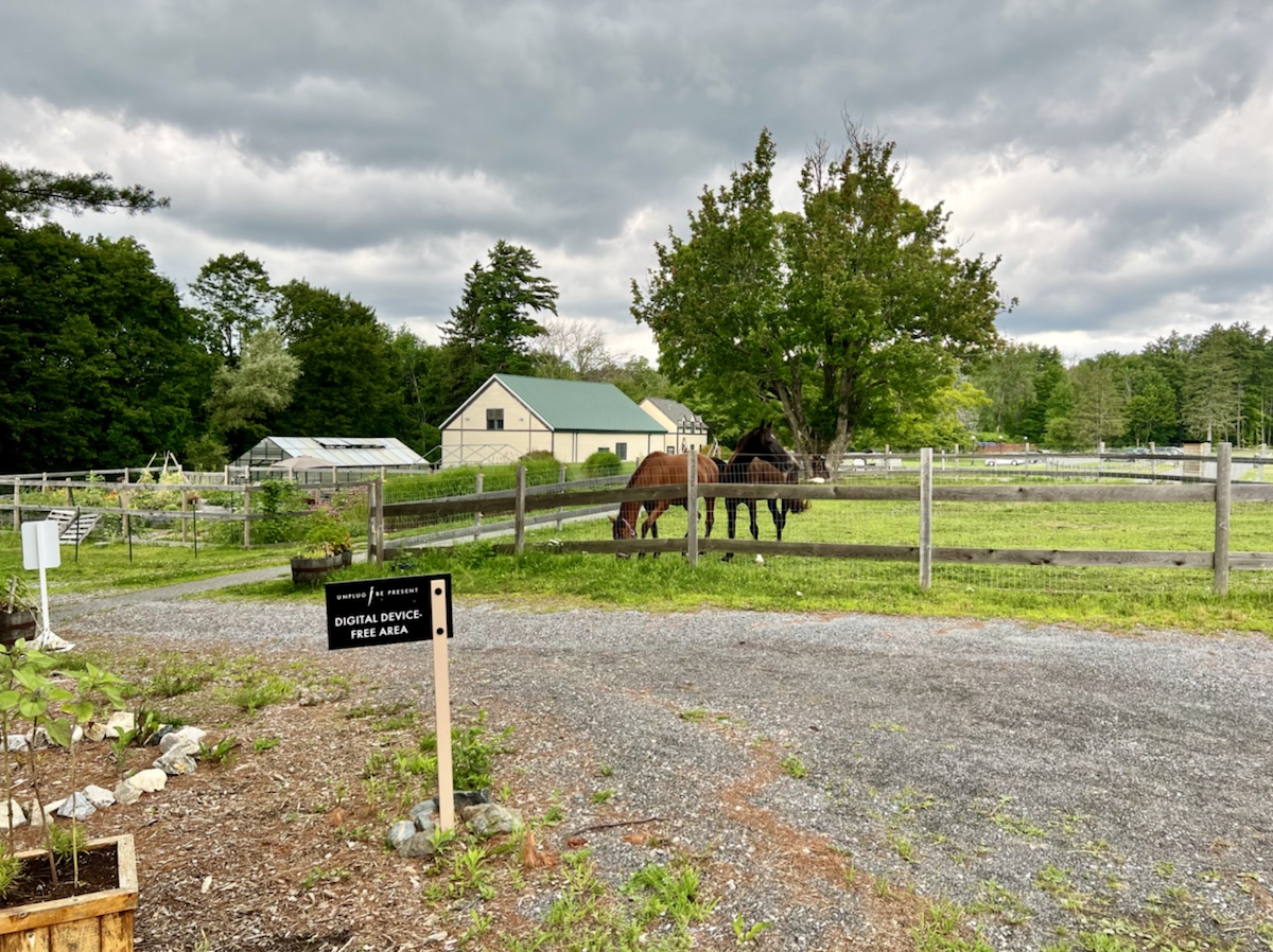 a group of horses in a fenced in area