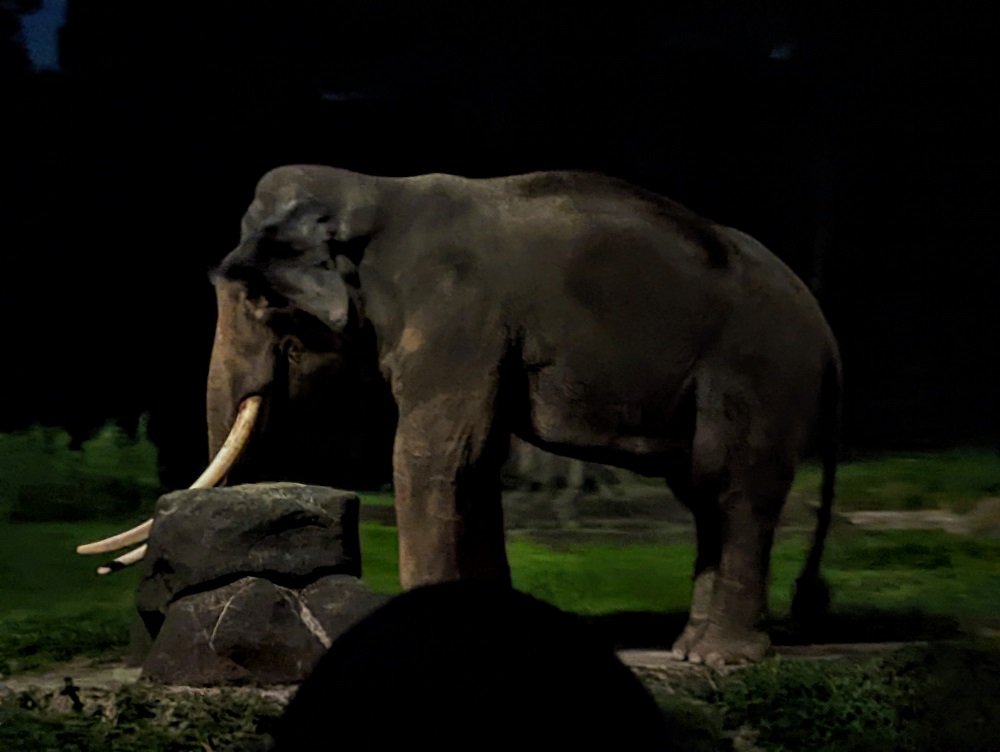 Elephant on the Night Safari