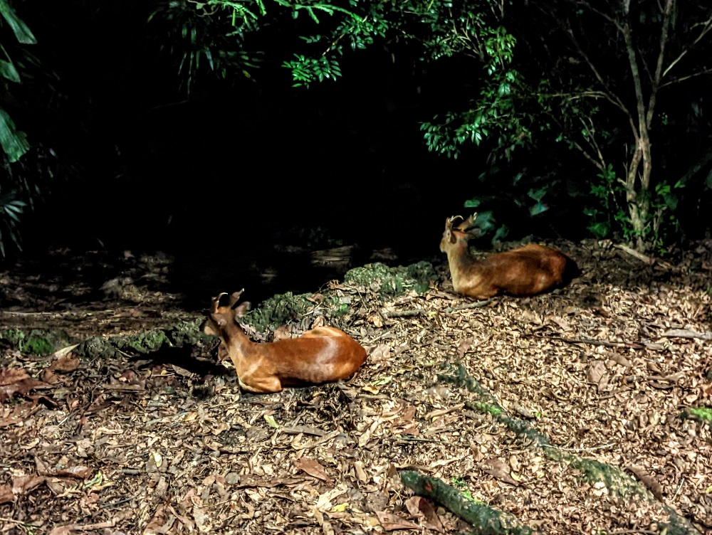 Southern red muntjacs - taken using Google Night Sight on one of the walking trails