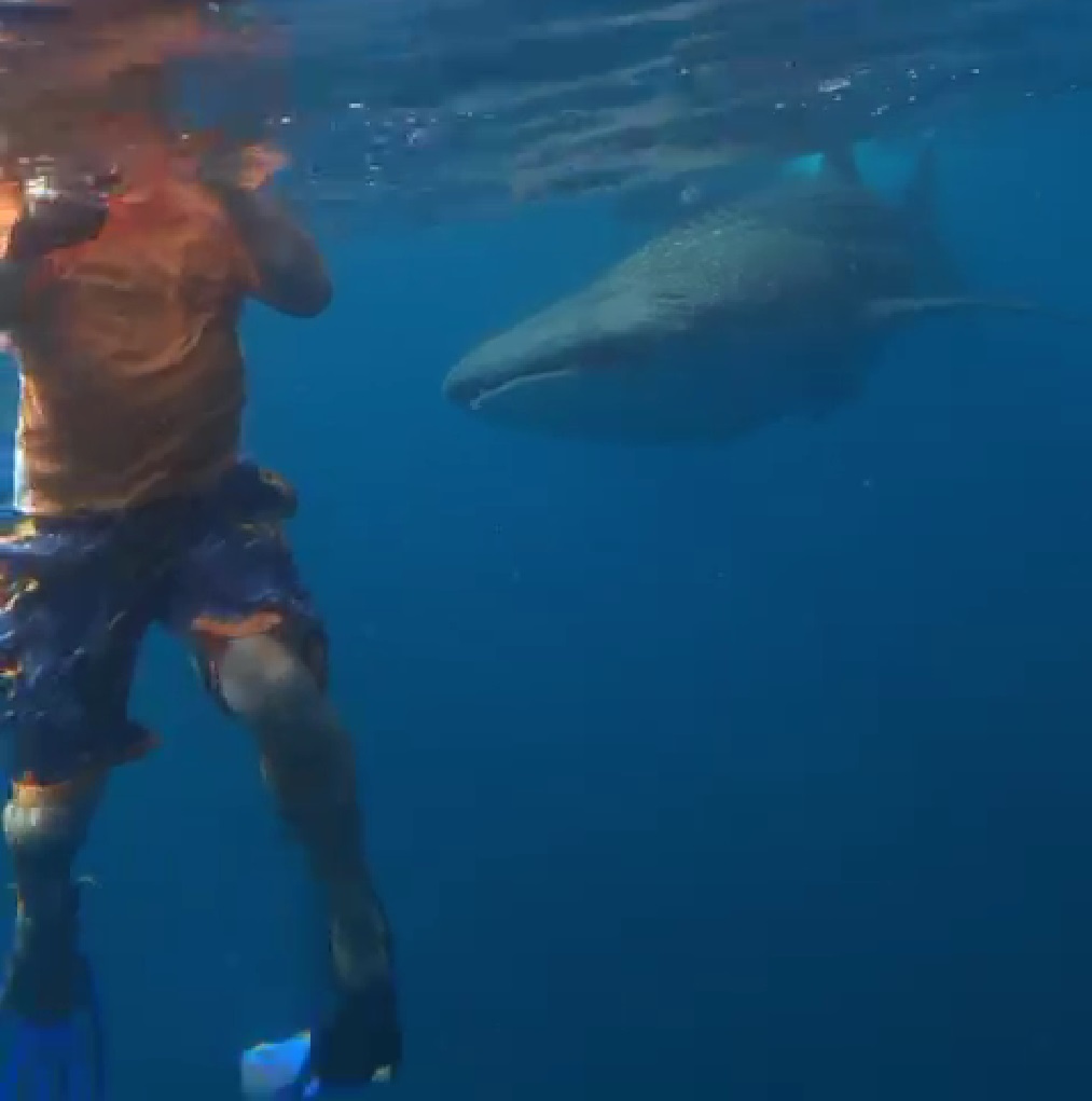 a person swimming with a shark