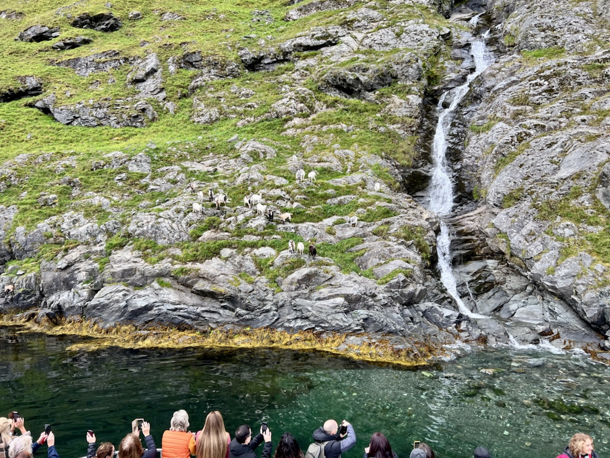 a group of people looking at a waterfall and a group of goats