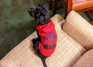 a dog wearing a red shirt