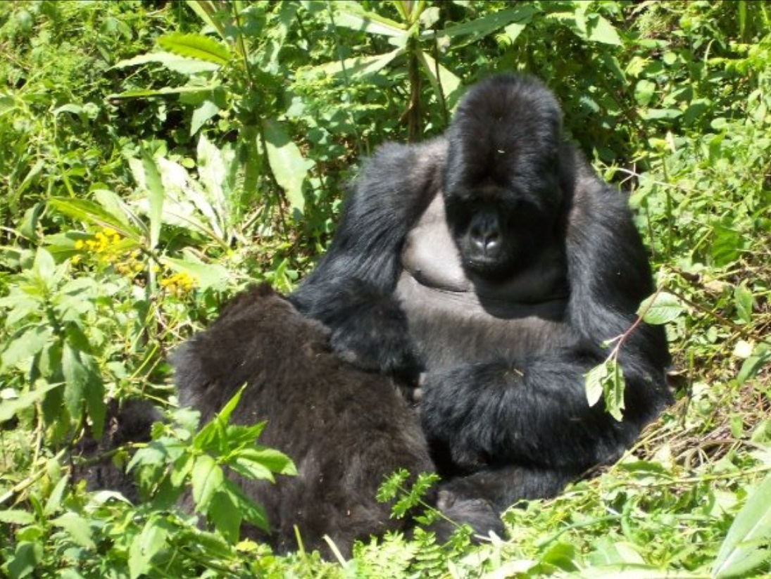 Mountain gorillas in Rwanda