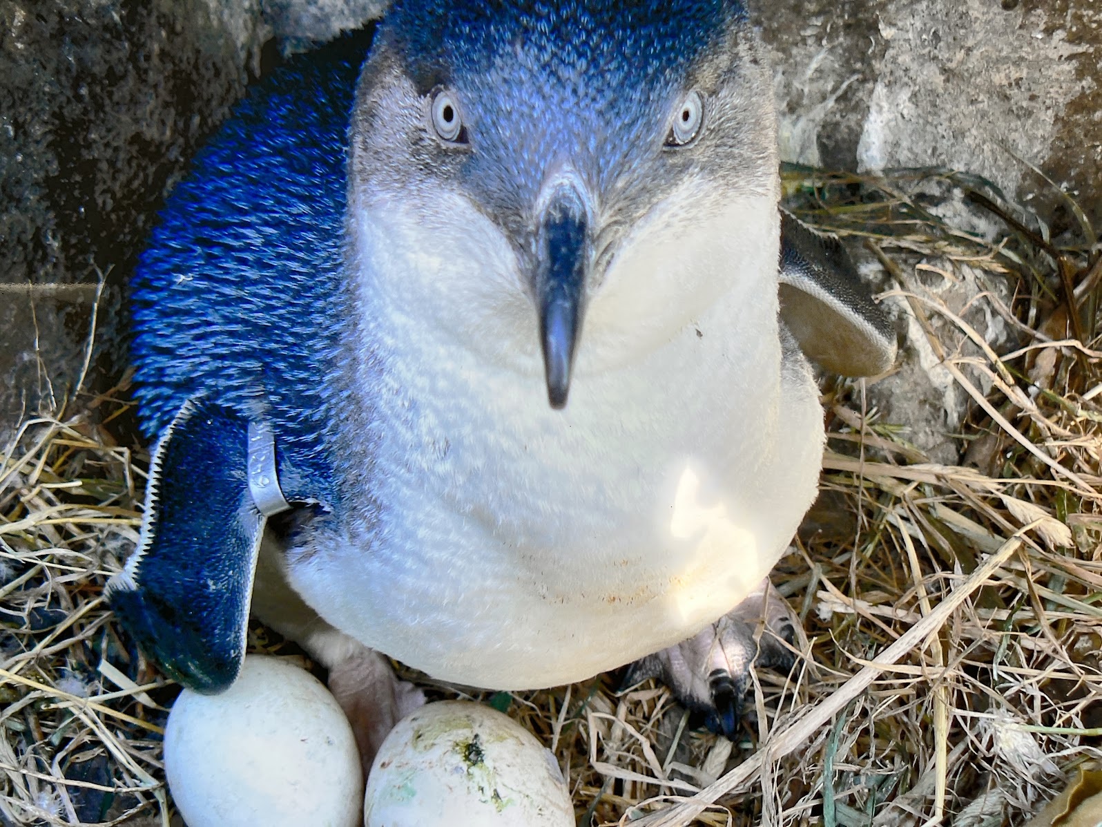 a blue and white bird with eggs