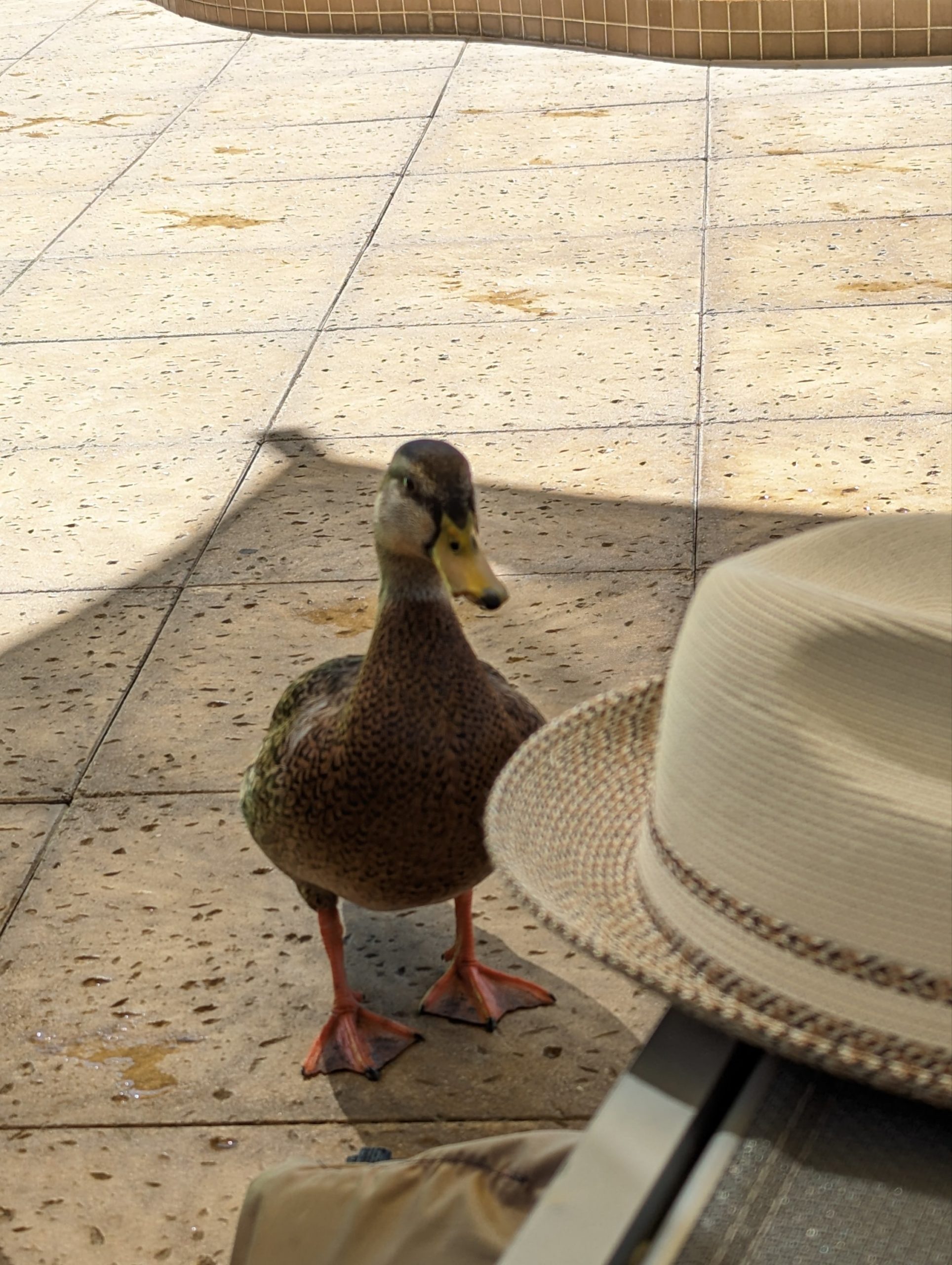 a duck standing on a sidewalk next to a hat