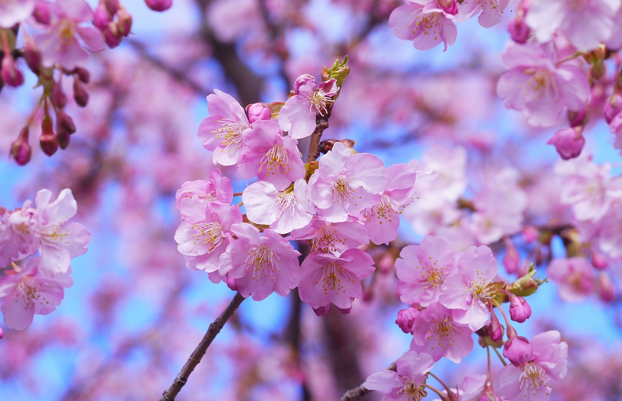 Cherry blossom Japan