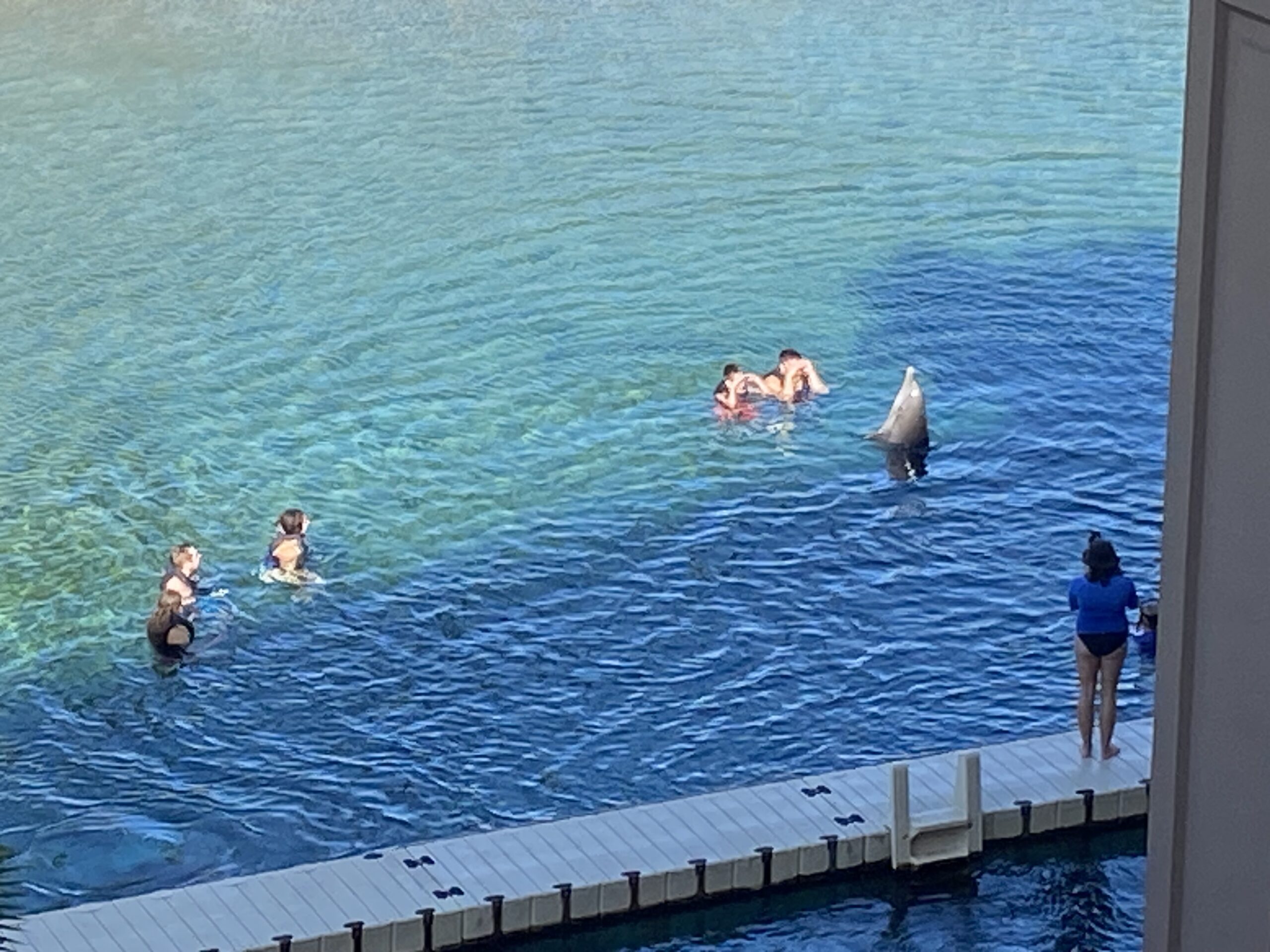 people swimming in the water with a dolphin