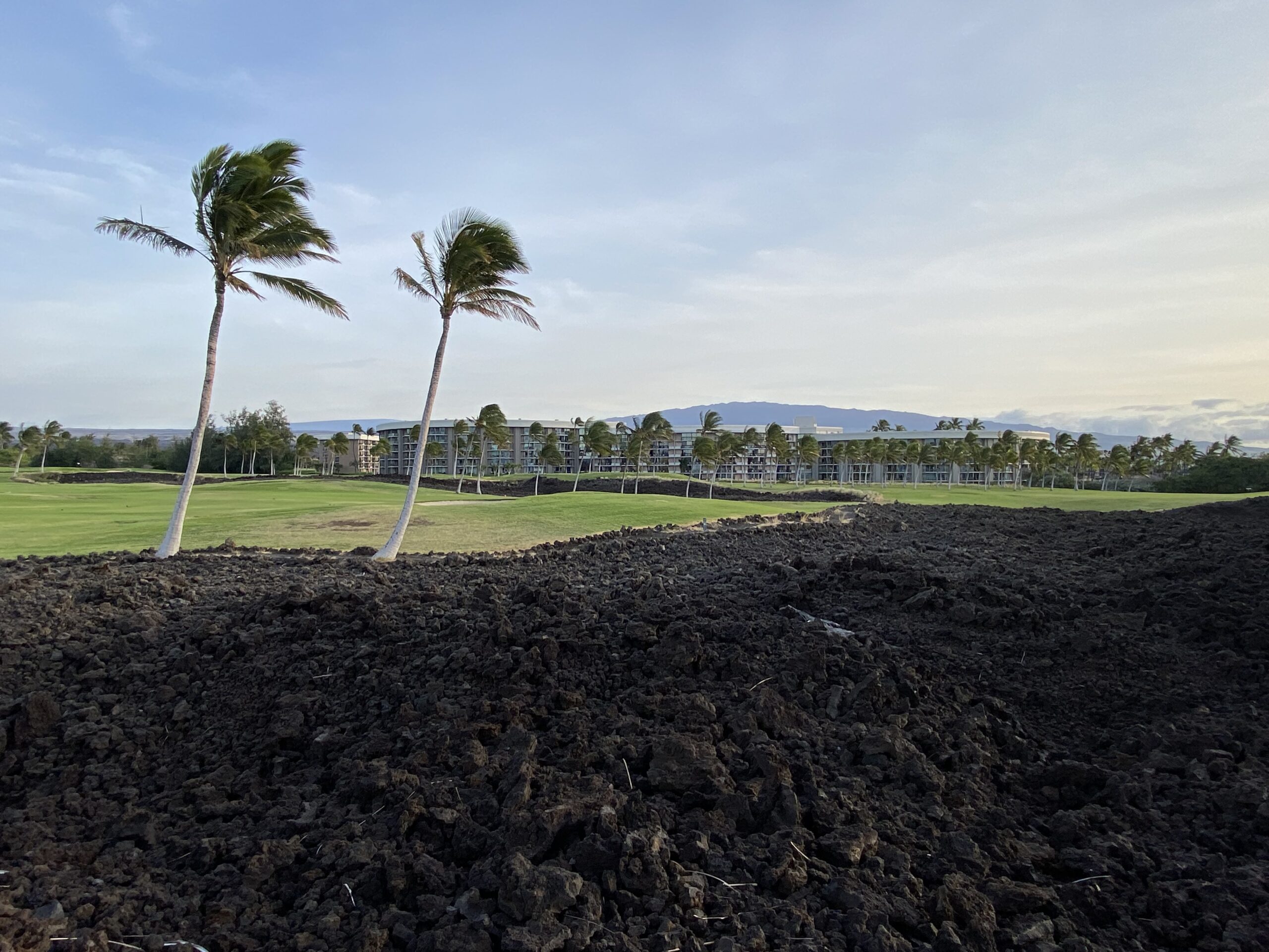 a dirt field with palm trees
