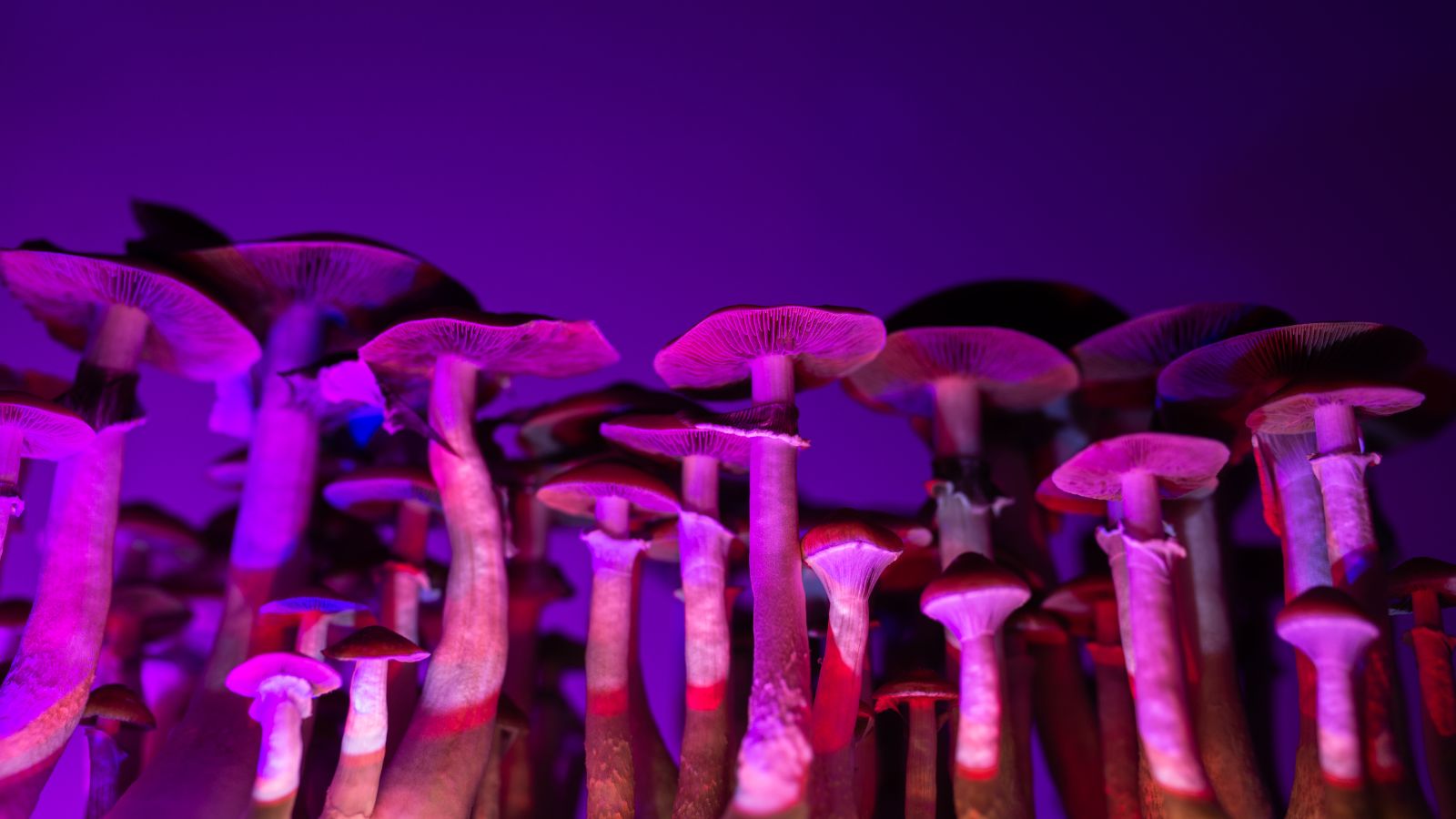 a group of mushrooms with purple lights