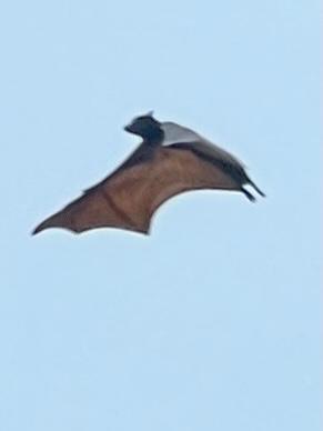 a bat flying in the sky