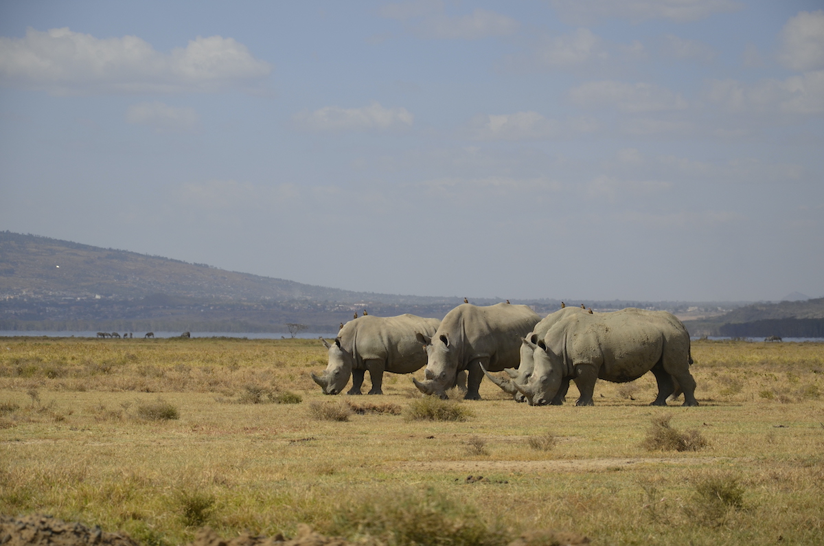 Lake Naivasha rhinos