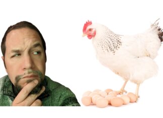 a chicken and a man