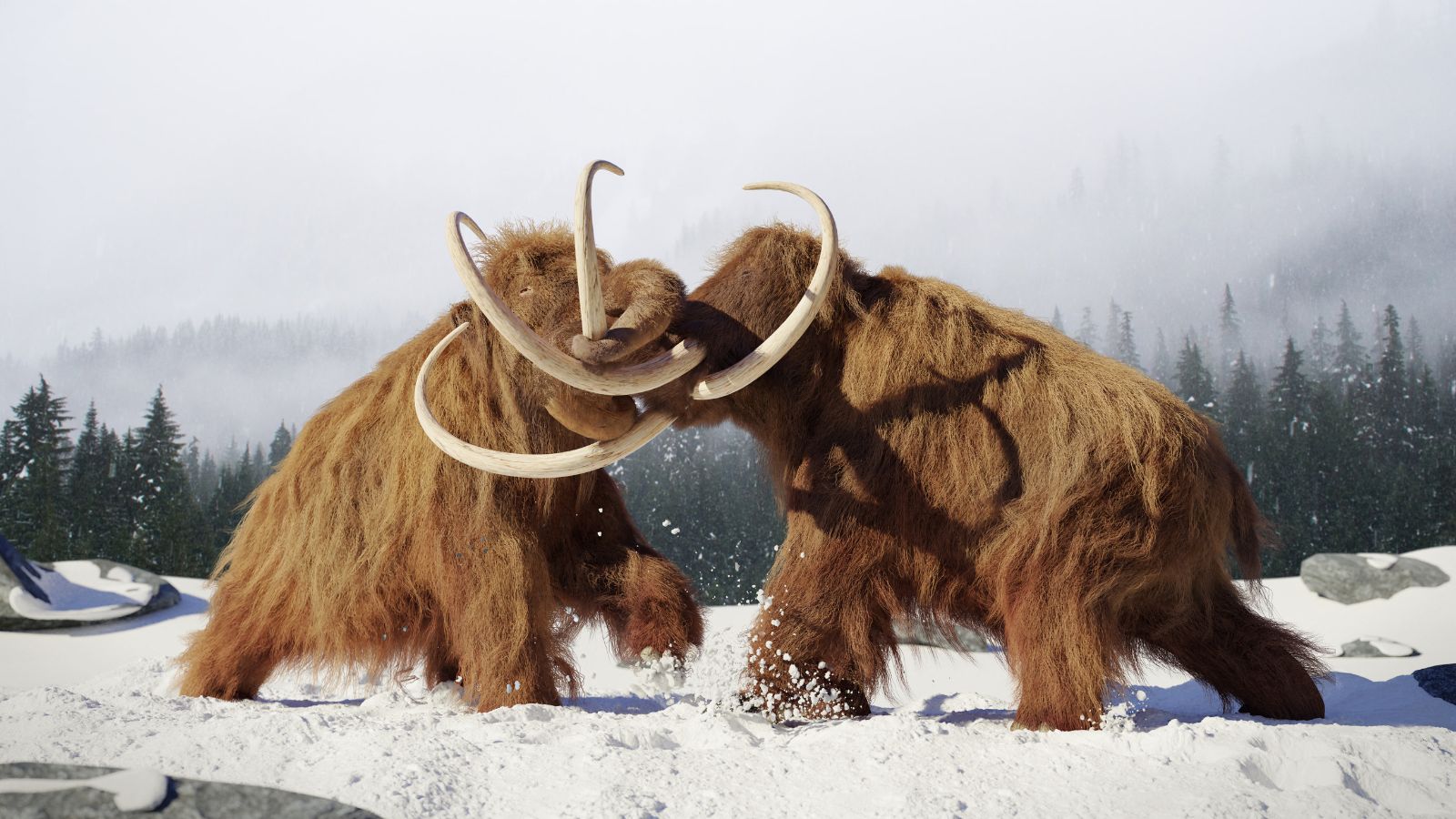 a woolly mammoths fighting in the snow