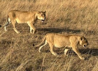 two lions walking in a field