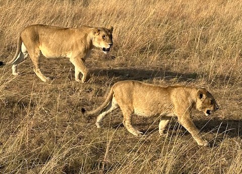 two lions walking in a field