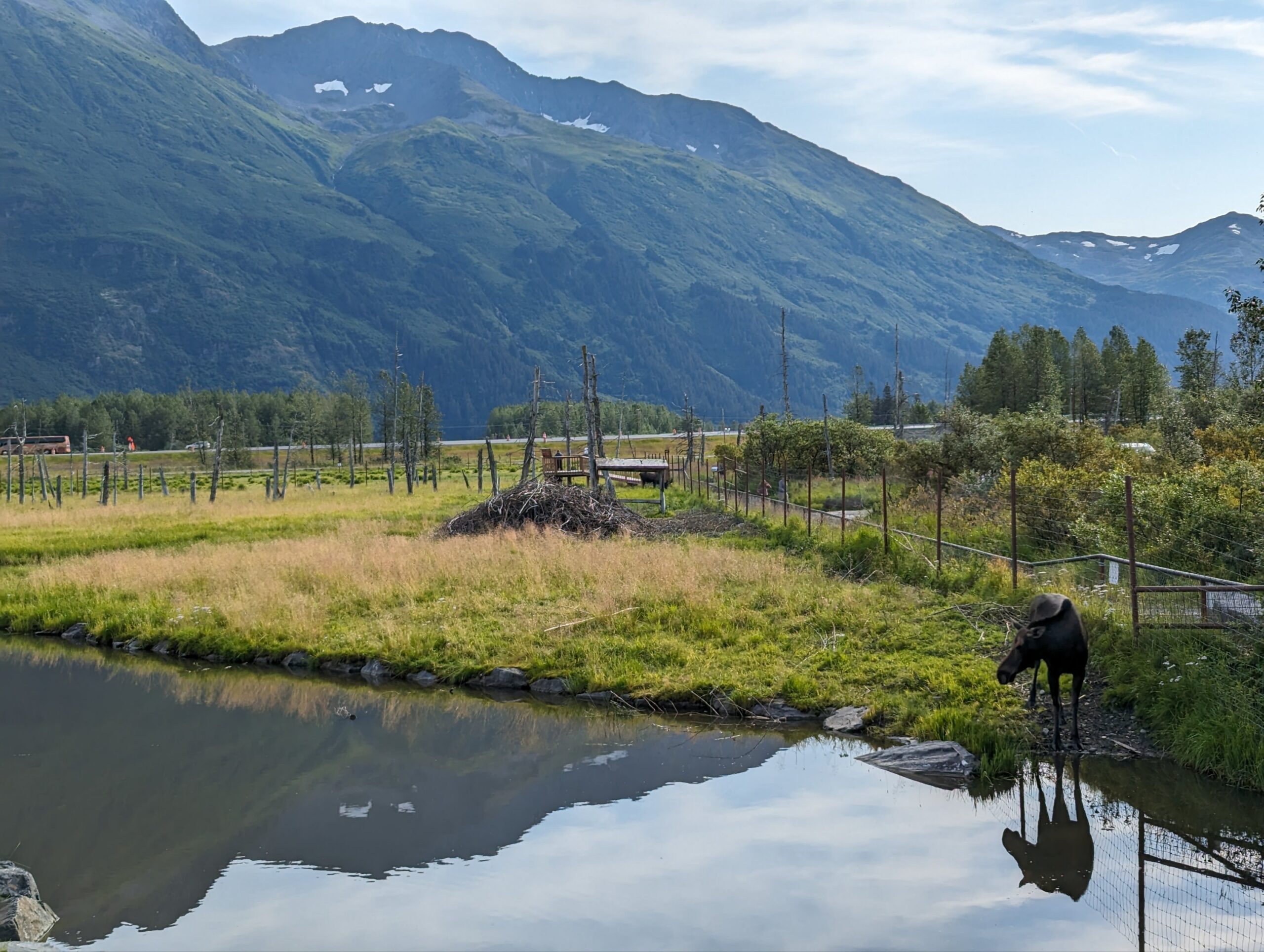 a cow standing in a pond with a fence and mountains in the background