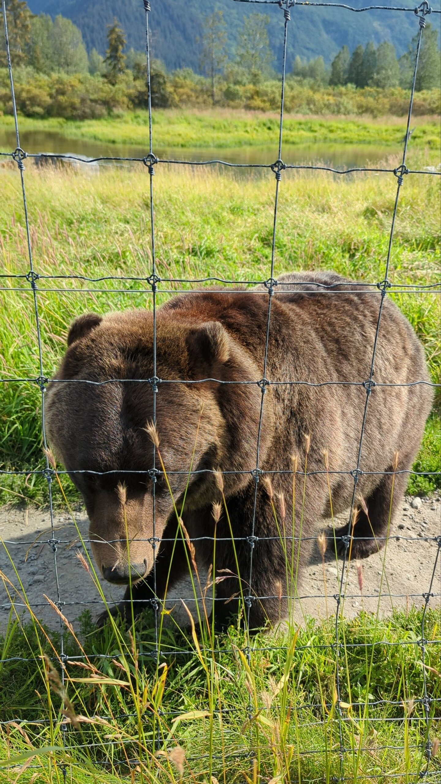 a bear behind a fence