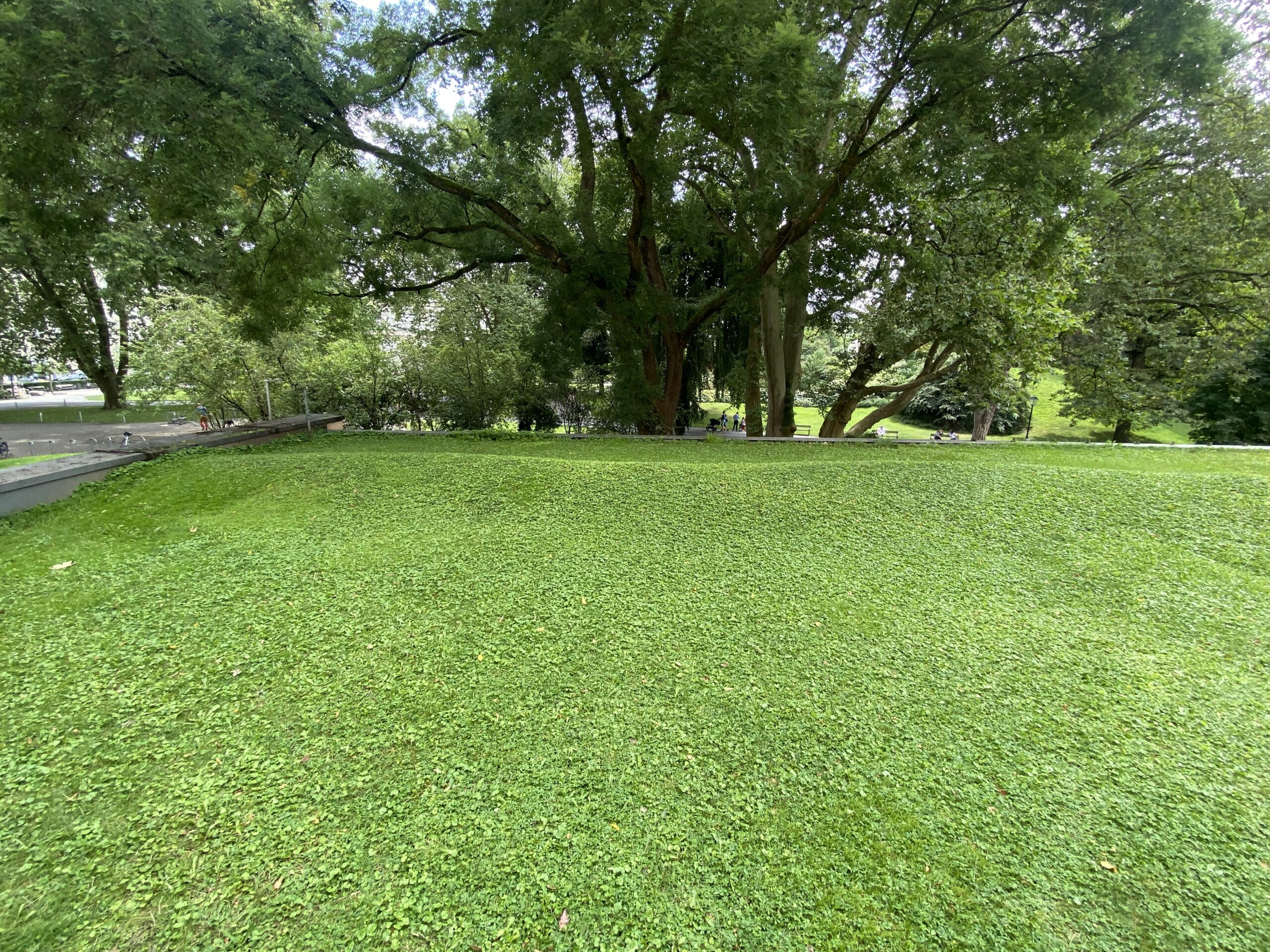 a large tree in a grassy area