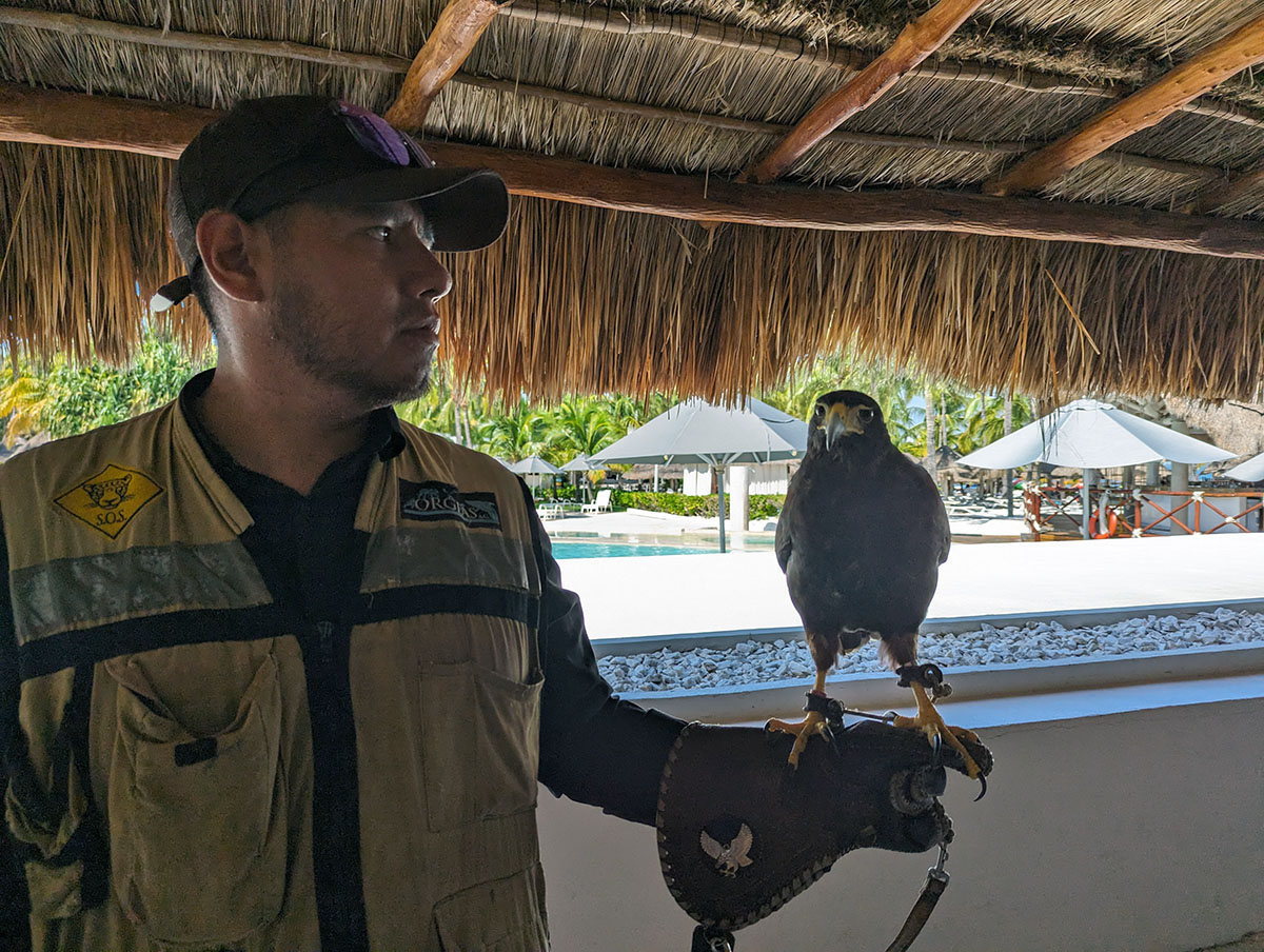 Intercontinental Cancun - Falcon at breakfast